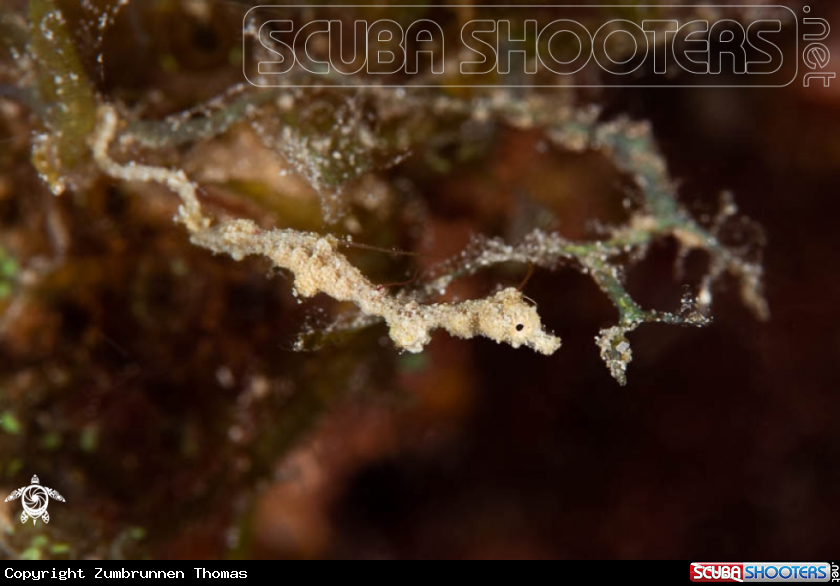 A Lembeh Sea Dragon 