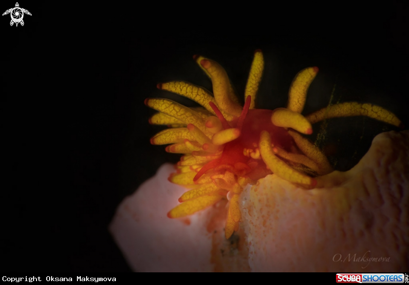 A Phestilla melanobrachia  