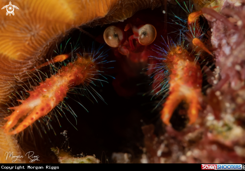 A Unsure Squat Lobster variation
