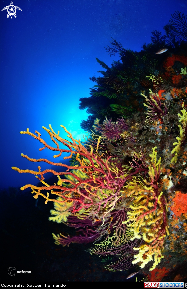 A Gorgonias