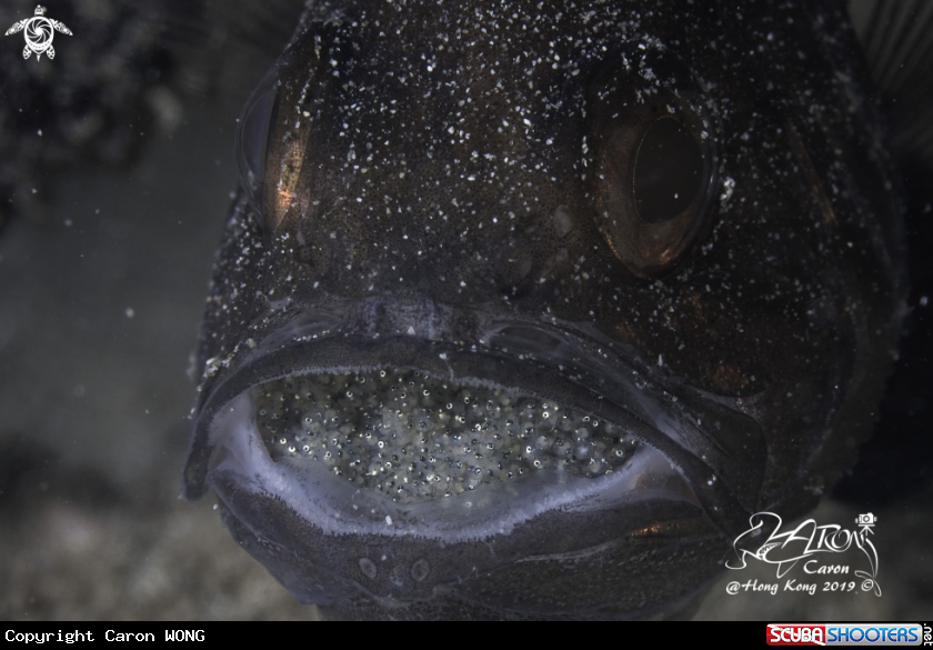 A cardinal fish