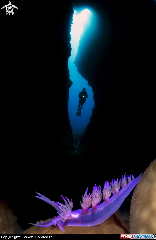 A Nudibranch and diver