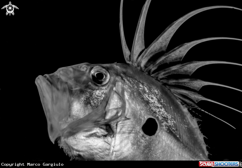 A Pesce San Pietro