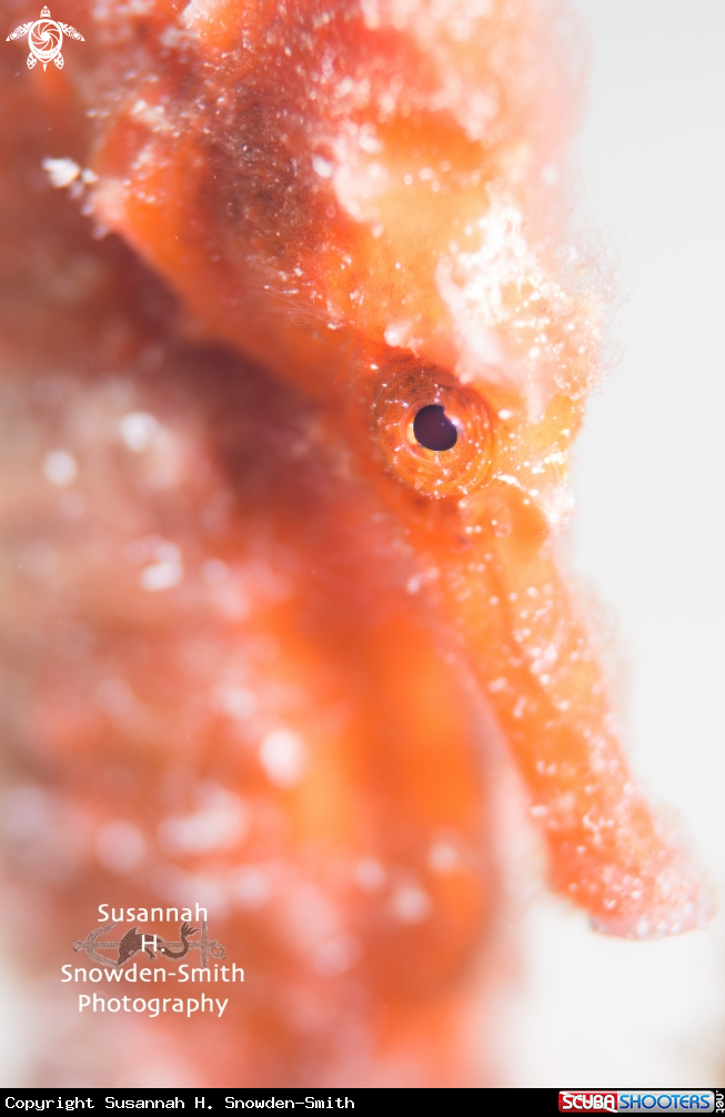 A Longsnout Seahorse