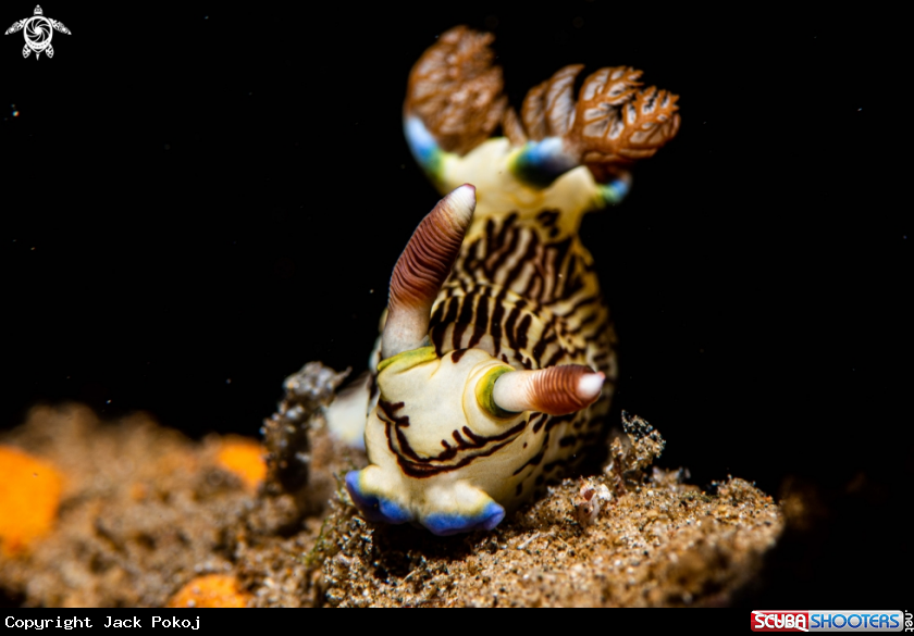 A Nembrotha lineolata