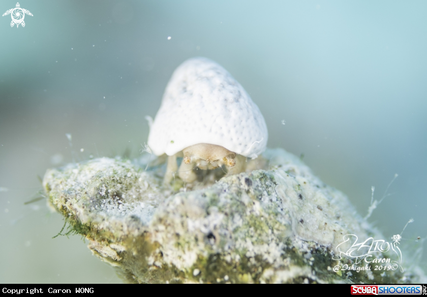 A crab