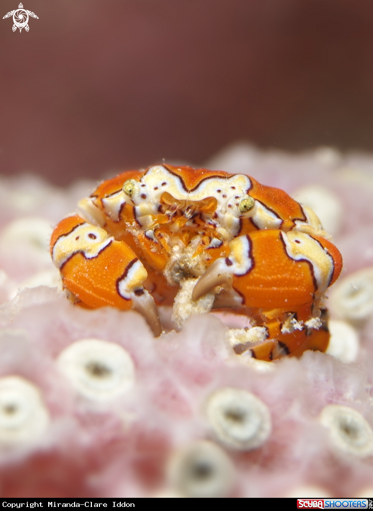 A Gaudy clown crab