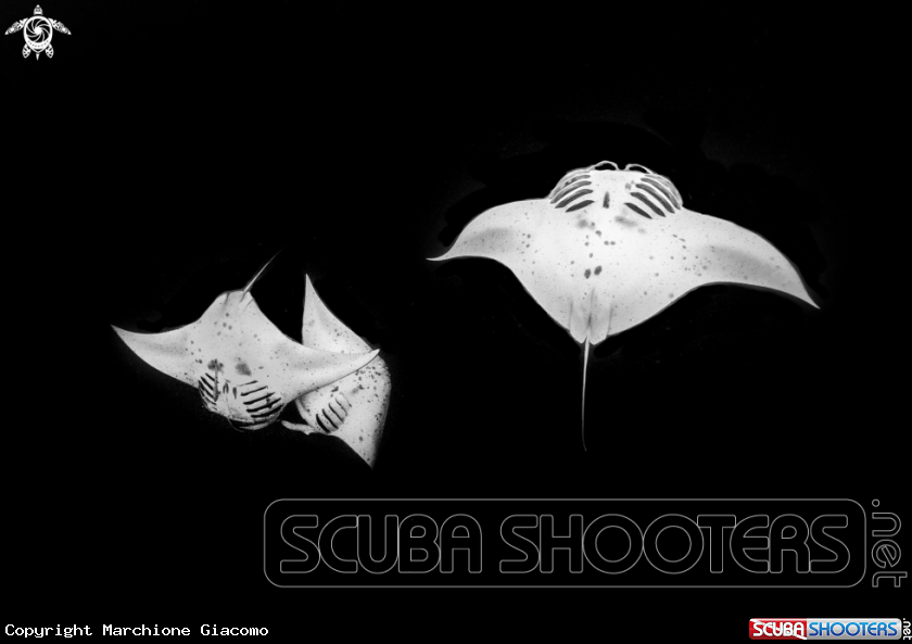 A Manta birostris