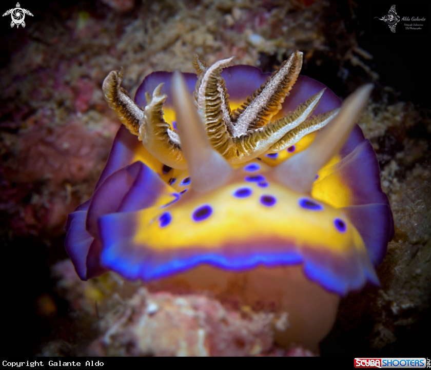 A Goniobranchus Nudibranch