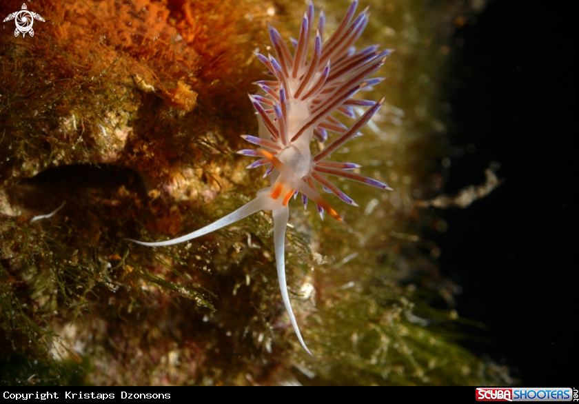 A Nudibranch
