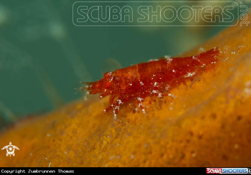 A Cryptic Sponge Shrimp 