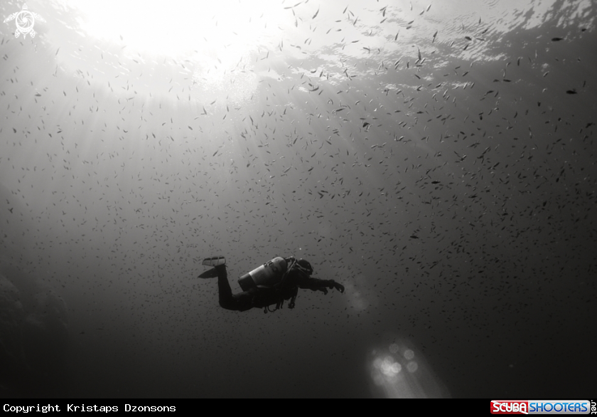 A Ċirkewwa Damselfish