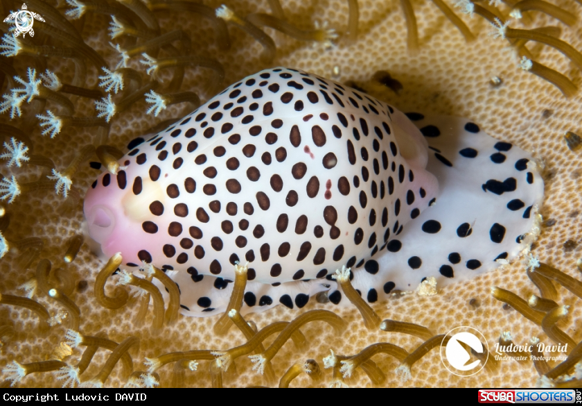 A Black-Spotted Egg Cowrie