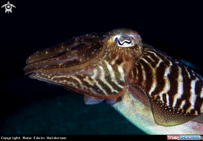 A Cuttlefish