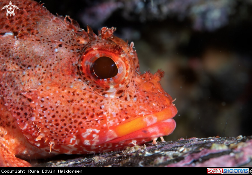 A Skulpin fish
