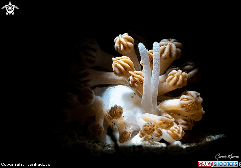 A Xenia nudibranch
