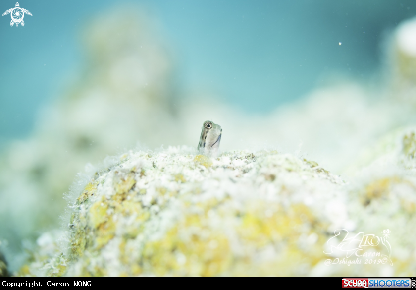 A Blenny