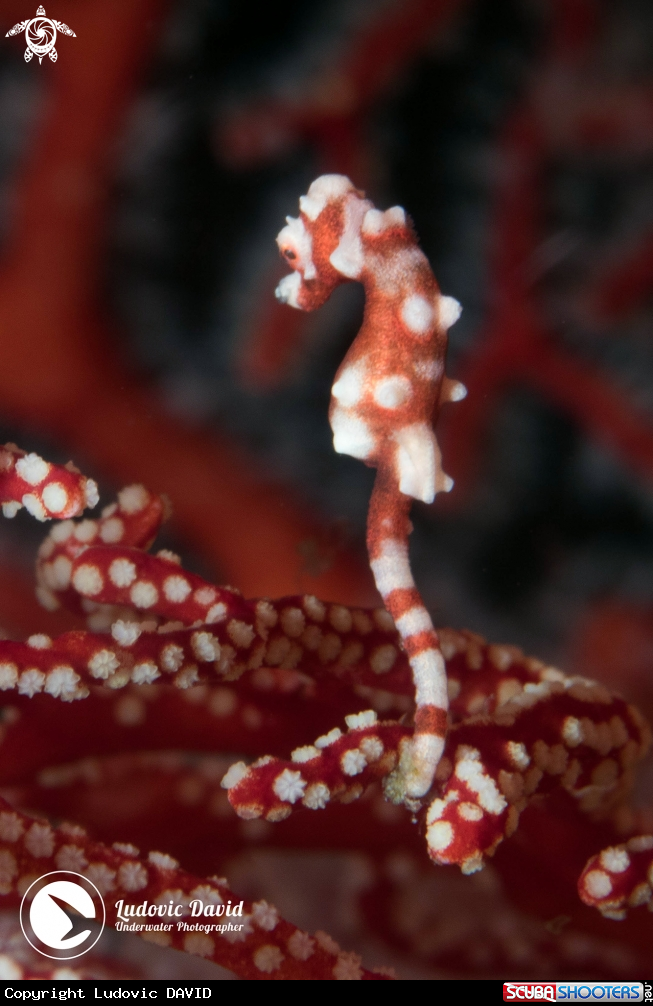 A Denise Pygmy Seahorse