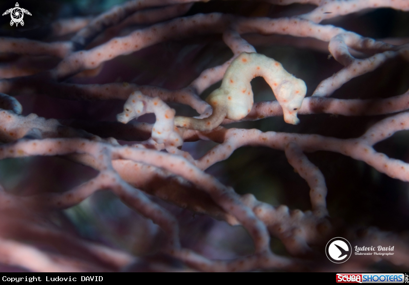 A Denise Pygmy Seahorse