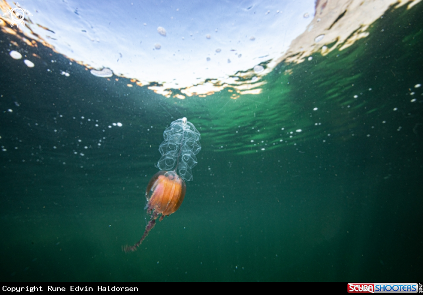 A Hula skirt jellyfish