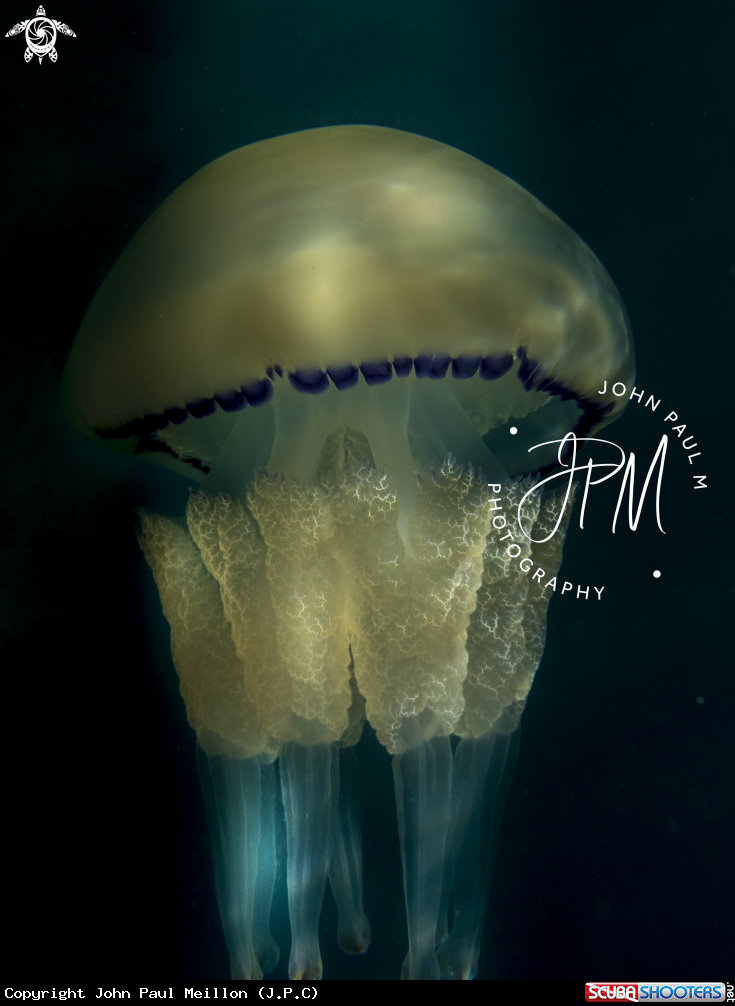 A méduse chou-fleur