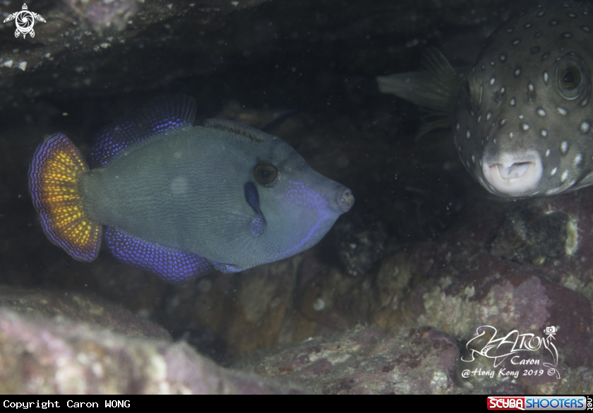 A Puffer and Filefish 
