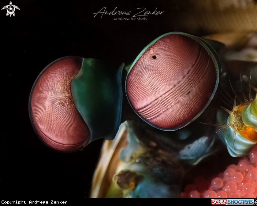A Mantis shrimp