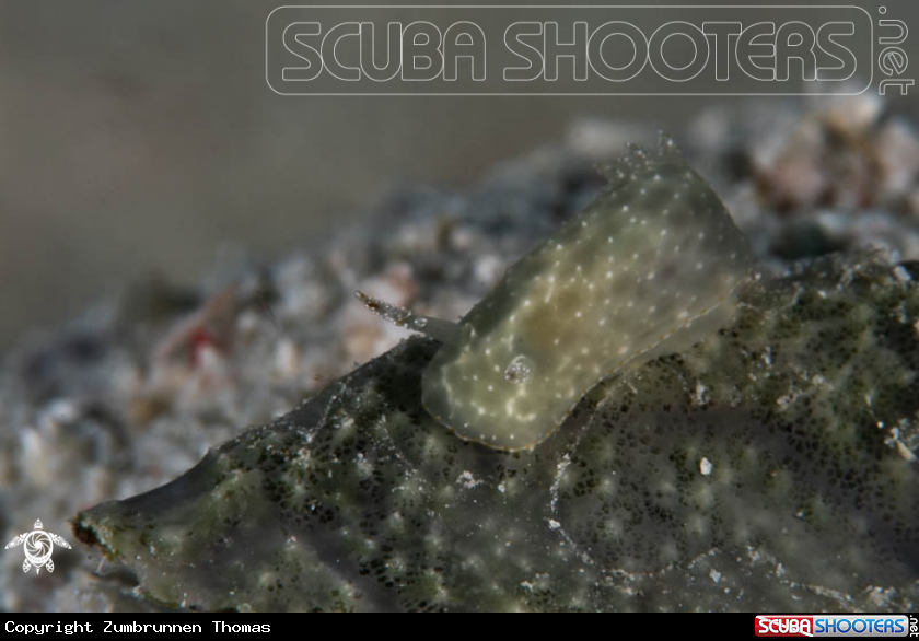 A Nudibranch 