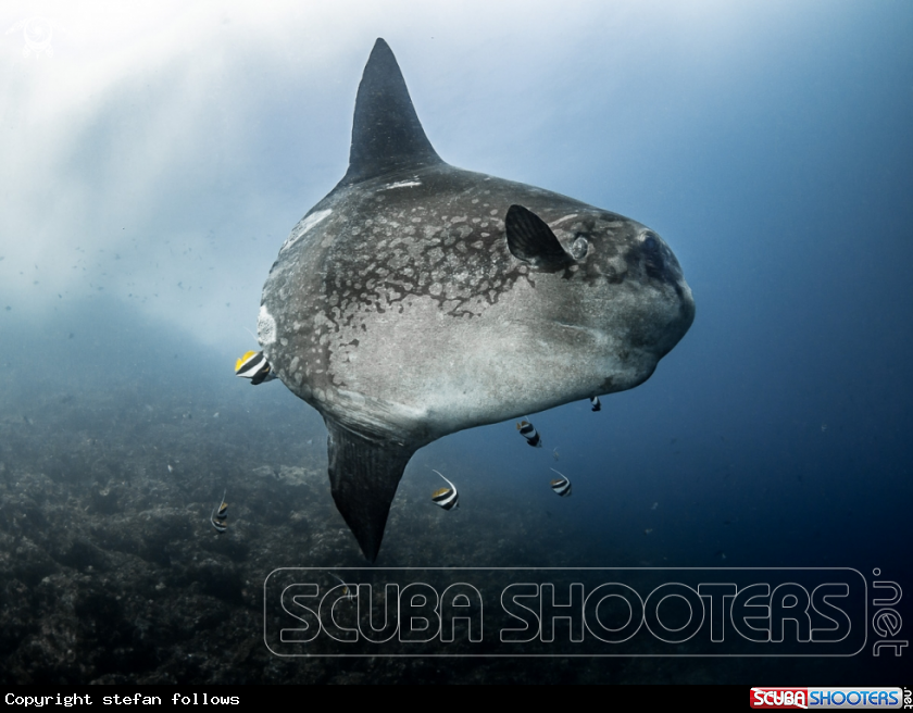 A Bump-Head Sunfish