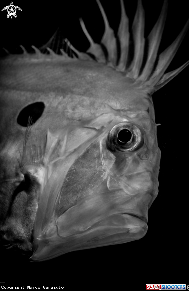 A Pesce San Pietro