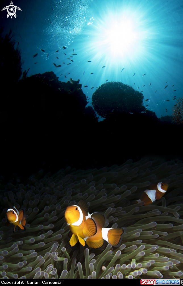 A Clownfish