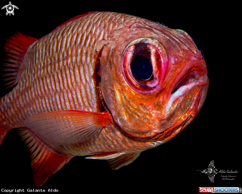 A Soldier Fish
