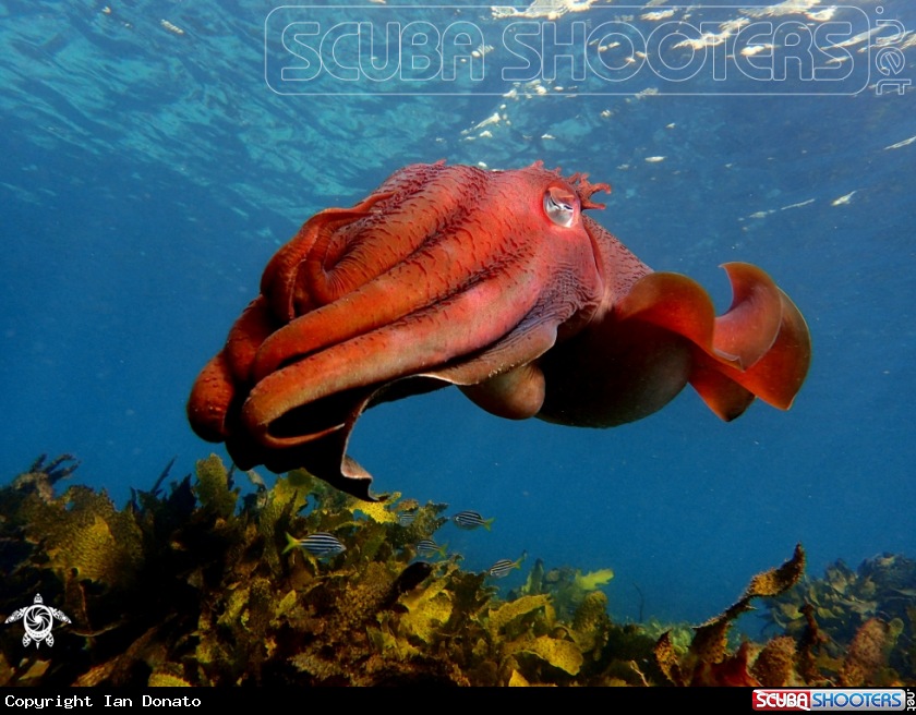 A Australian giant cuttlefish
