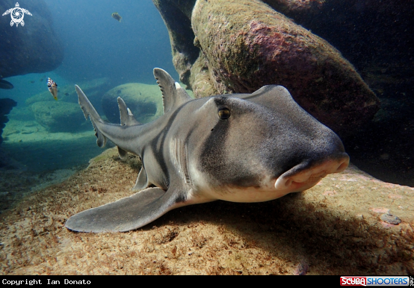 A Port Jackson shark