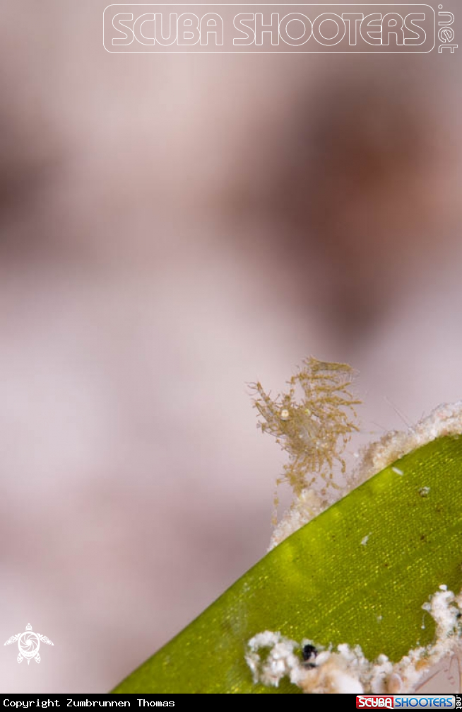 A Hairy Shrimp 