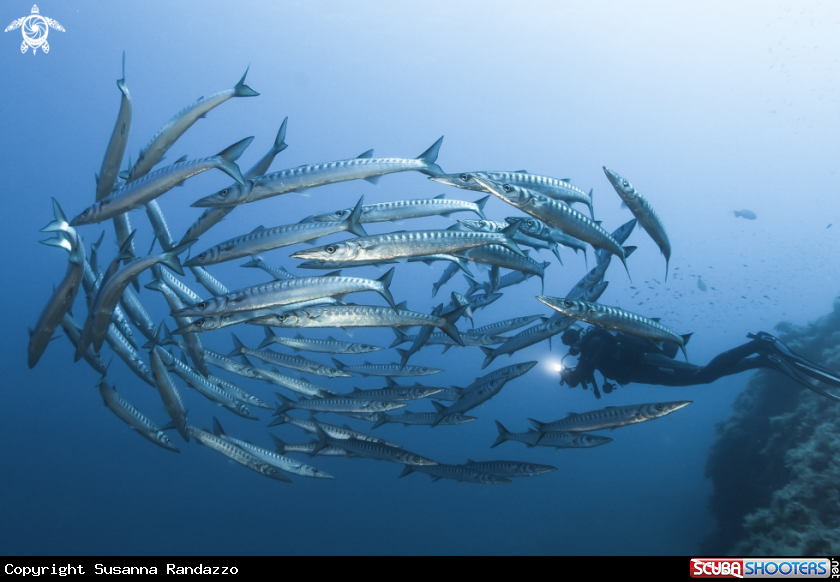 A Barracudas