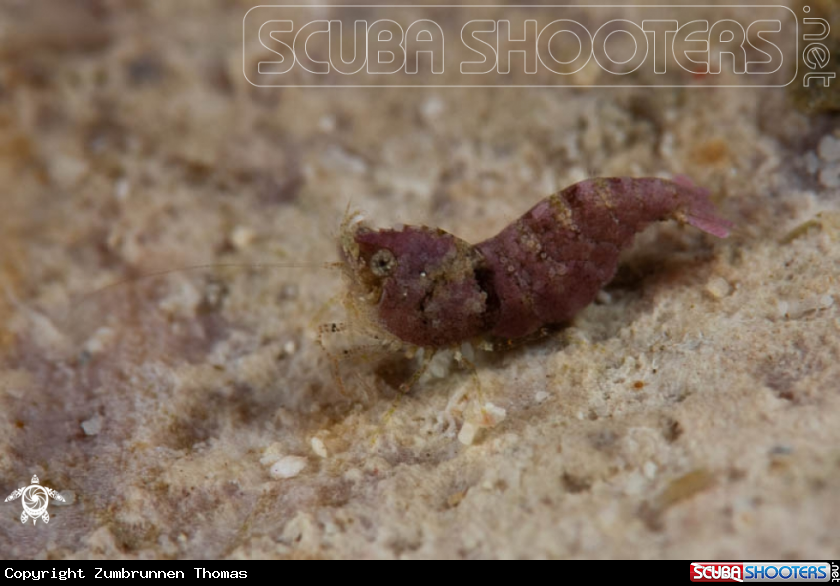 A Thorella Cobourgi 
