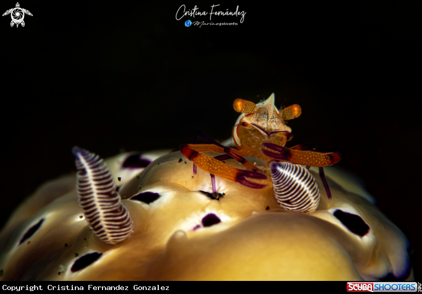 A Nudibranch