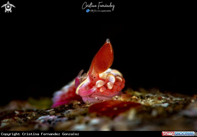 A Nudibranch