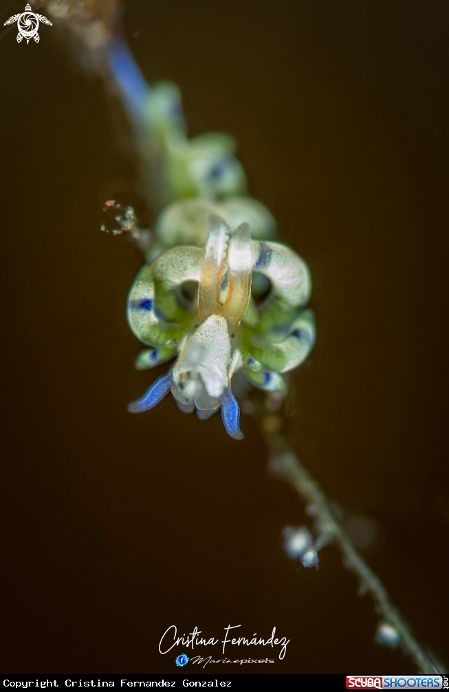 A Nudibranch