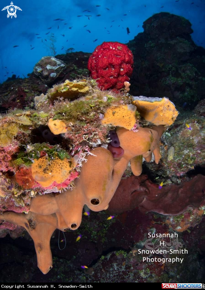 A Dripping sponges