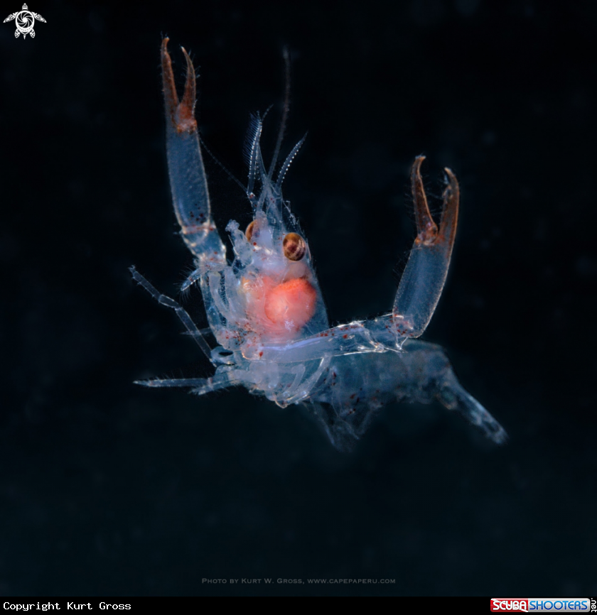 A Praying Shrimp