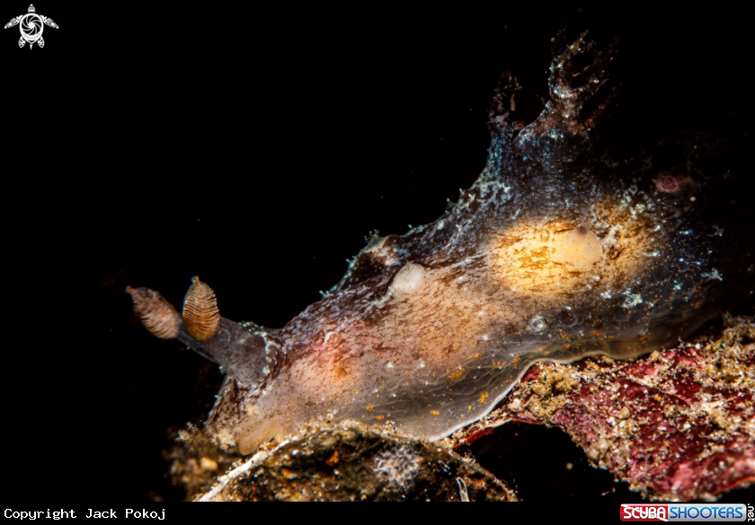 A Plocamopherus ceylonicus