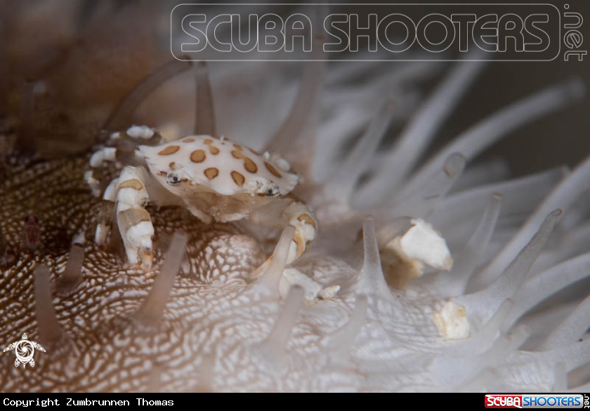 A Crab 