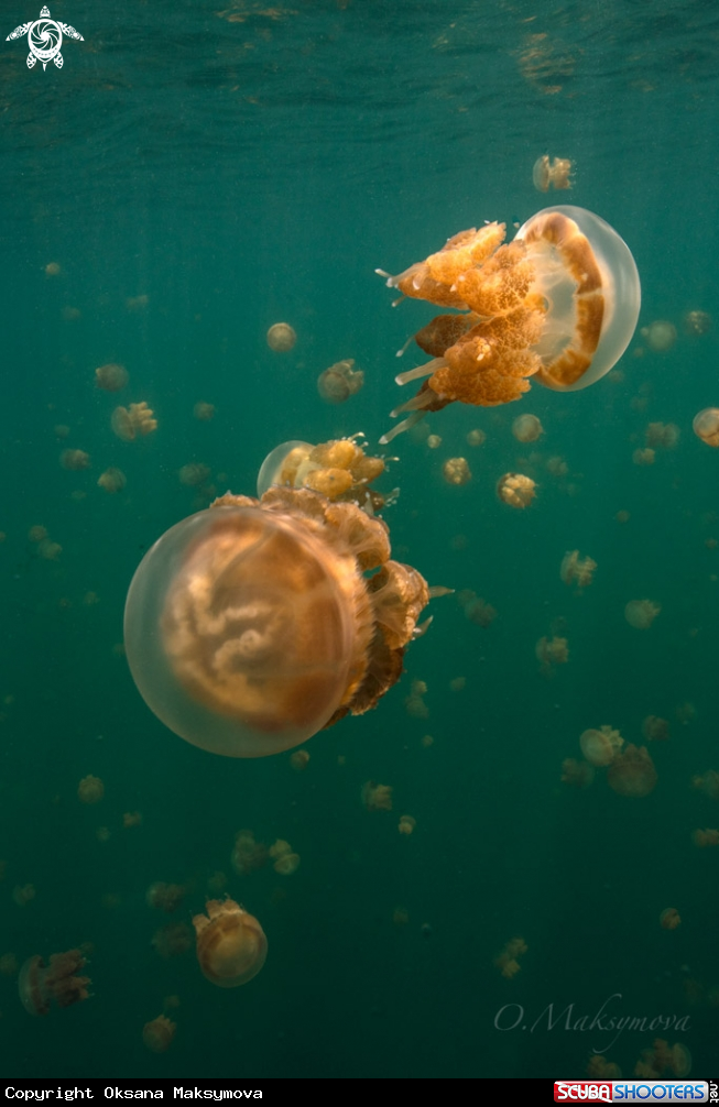 A Jellyfish lake
