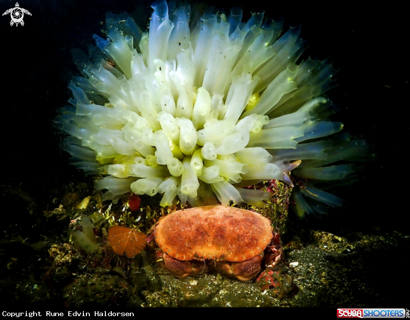 A Edible crab