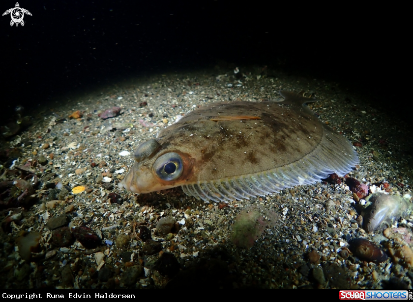 A Flounder
