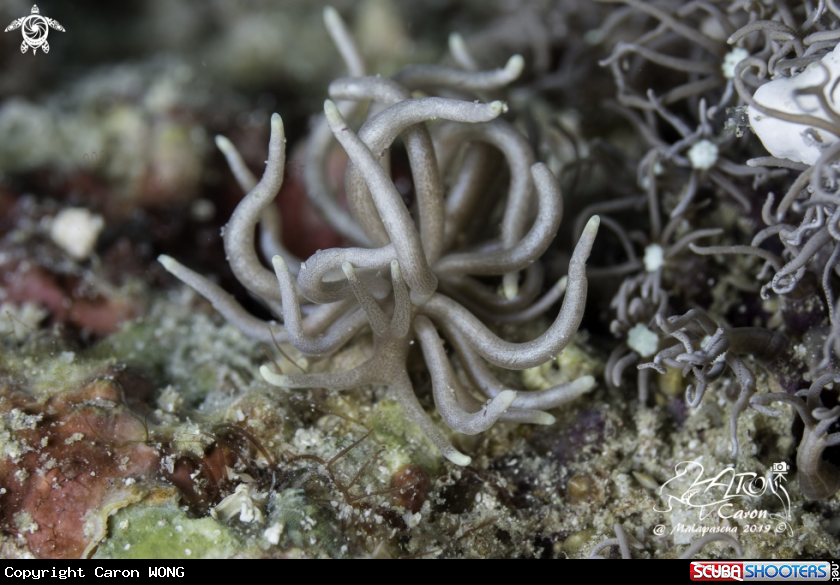 A nudibranch