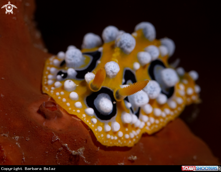 A Nudibranch