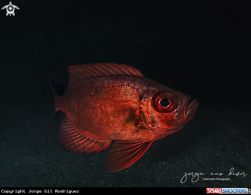 A Bigeye